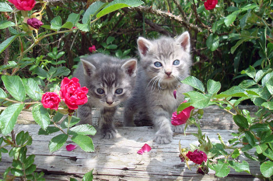 Kittens in the roses