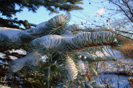 Snow on blue spruce