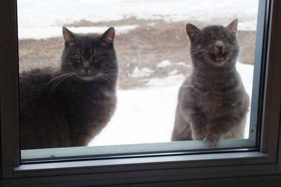 Cats on the windowsill