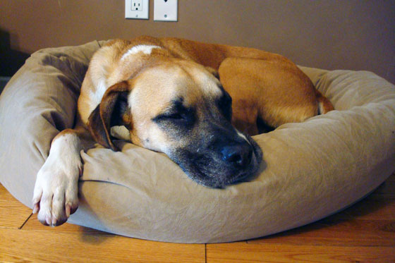 Baxter sleeping in his bed