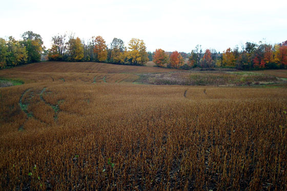 Dry soybean field