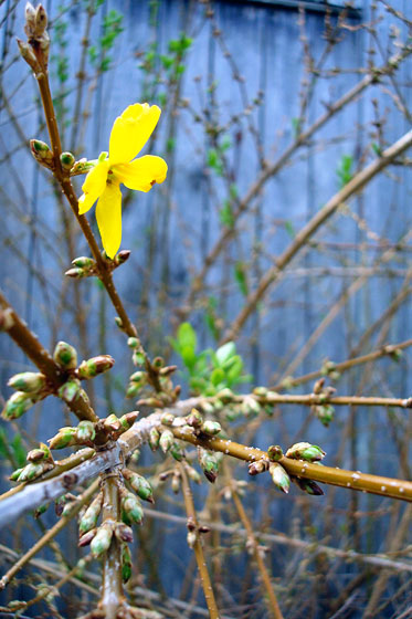 Forsythia blooms for spring 2015