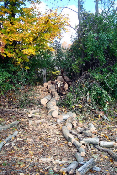 Cutting a fallen tree into firewood