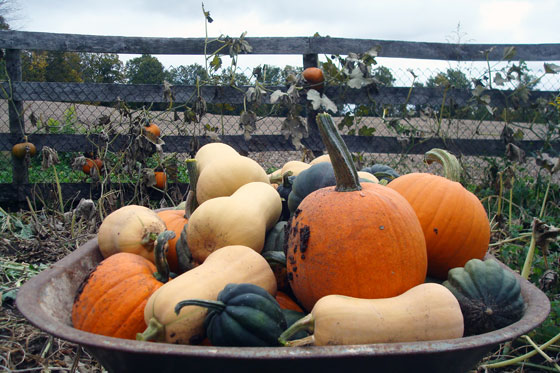 How to grow squash vertically - Home on 129 Acres
