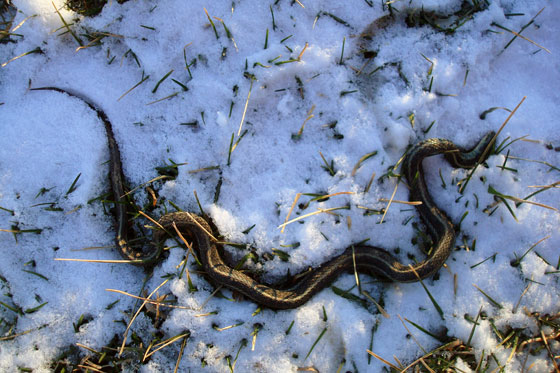 Dead snake in the snow