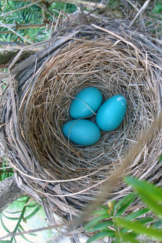 Three robin eggs in a nest