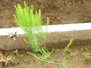 Asparagus going to seed