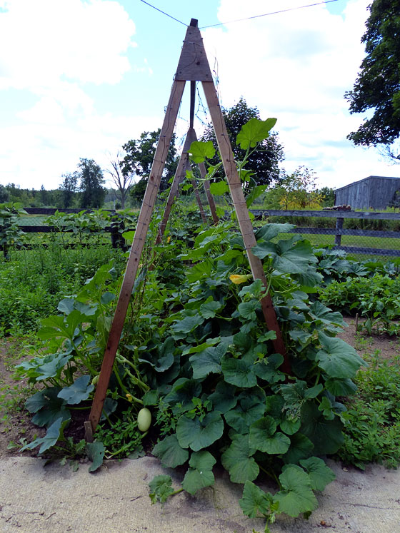 Garden Trellis & Screening | Garden Fence Panels & Gates: Growing Acorn ...