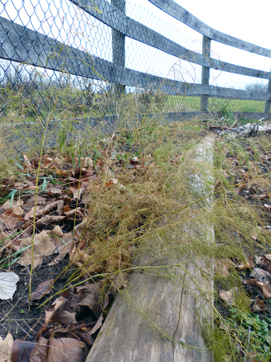 Asparagus ferns in fall
