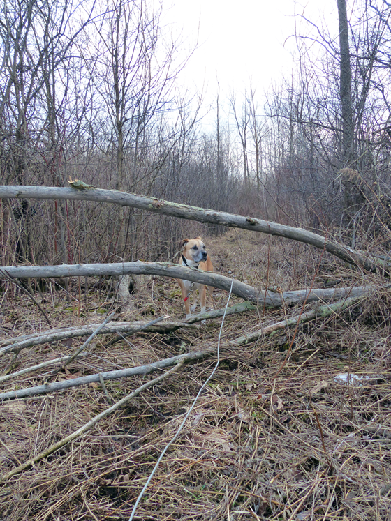 Baxter behind a fallen tree