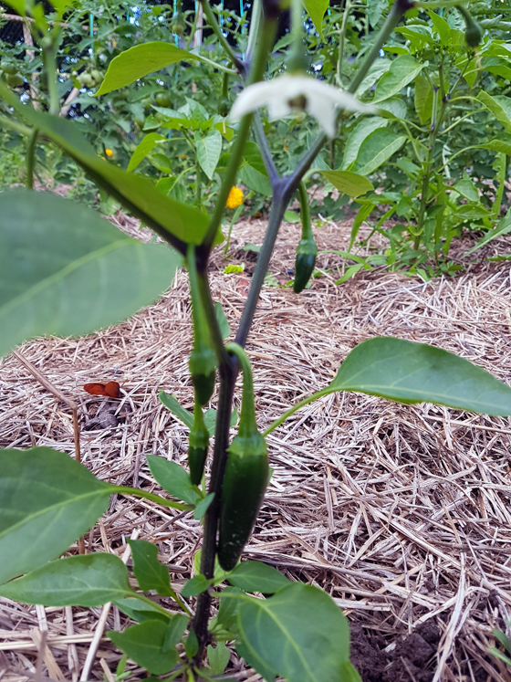 Little jalapeno peppers growing in the vegetable garden