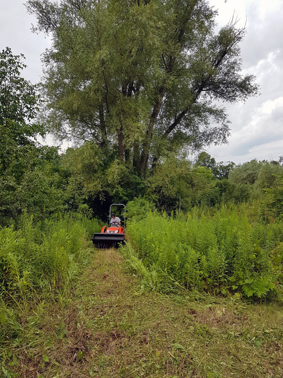 Mowing the overgrown grass around the pond