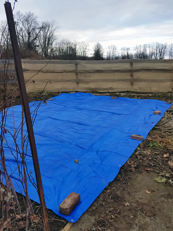 Blue tarp spread over the vegetable garden