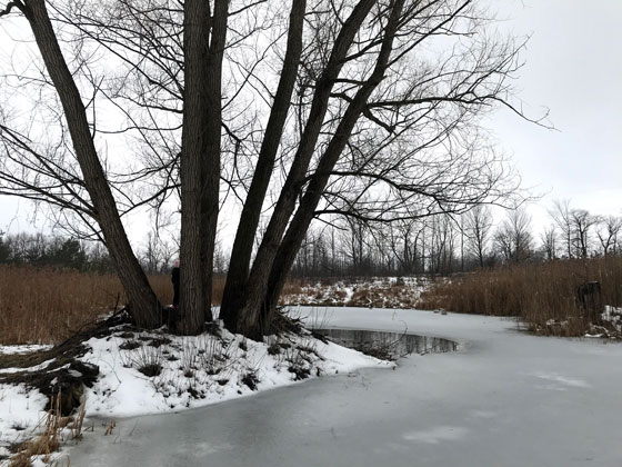 Partially frozen pond with a large tree and beaver lodge on the shore